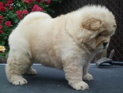 Beautiful Chow Chow Puppies with outstanding Qualities