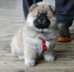 Top home raised Chow Chow puppies for sale