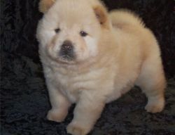 Our male and female Chow Chow puppies