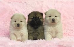 Chow Chow puppies available happy new year to all