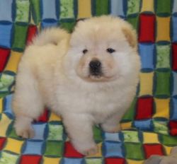 Quality Chow Chow Puppies for sale