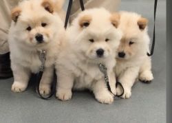 Easy to trained Chow Chow Puppies. No skin problems