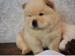 Lovely Chow Chow puppies!!!