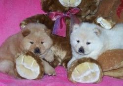 Purebred chow chow puppies avaiable