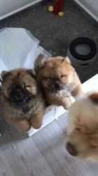 Gorgeous AKC Chowchow Puppies.