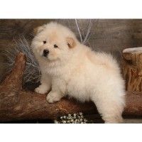 Chow Chow Puppies Now Ready