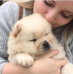 Sweet and clean Chow Chow Puppies