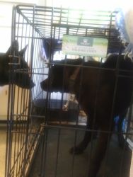 Lab/chow for sale for 75 needs a loving family
