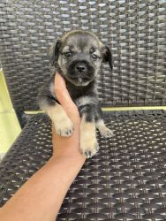 Chug Schnauzer pups for sale!