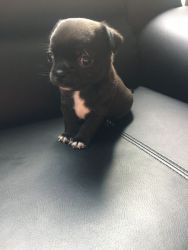 Lovely Chug Puppies for sale