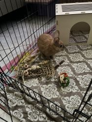 8 Month Old Rabbit Named Alyssa Friendly Loving And Spayed