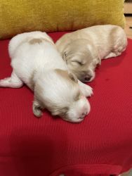 Cocker Spaniel Puppies for Sale!!!