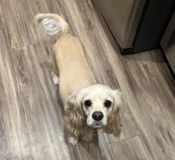 3 year old Cocker Spaniel unable to keep