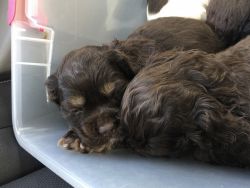 Beautiful Cocker Spaniels looking for new home.