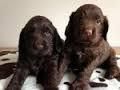 Chocolate Cocker Spaniel puppies--
