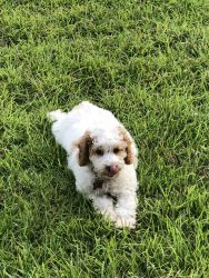 4 m/o Cockapoo (no scammers please)