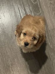 Cockapoo Puppy looking for a forever home