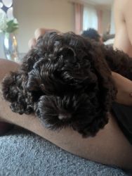 Cockapoo puppy 9weeks old for sale