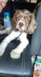 Cocker Spaniel Female (website doesn’t have breed)
