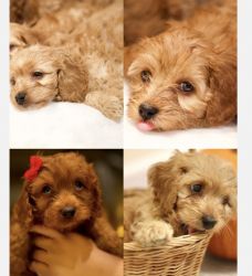 Mini Cocokapoos Red, Chocolate and Golden for Sale NY