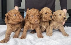 Minitured sized red Cockapoo pups -5 weeks old- only 3 left