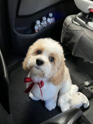 7-month Cockapoo Puppy for Sale