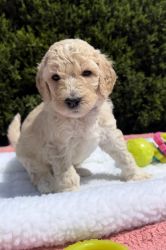 3 male Cocker Spaniel puppies for sale