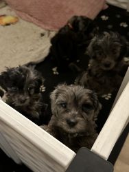 Cockapoo puppies for sale!!!