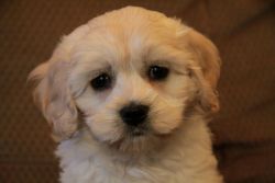 Pra Clear Male & Female Cockapoo Puppies For Sale