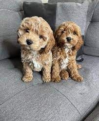 Available Lovely Cockapoo Puppies
