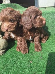 Quality Cockapoo Puppies. Chocolate & Blue Roan