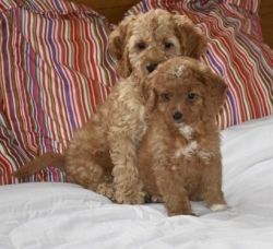 Cockapoo puppies for pet lovers