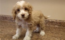Sweet and loving Cockapoo Puppies