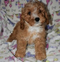 Gorgeous Apricot Male and Female Cockapoo Puppies