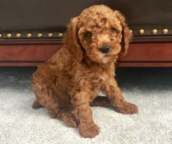 Handsome and Playful Cockapoo Puppies