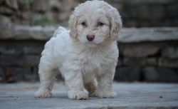 Home raised Cockapoo puppies For Lovely Homes.