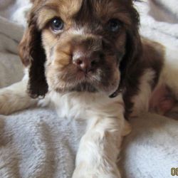 AKC Cocker Spaniels Puppies For Adoption And Re-homing