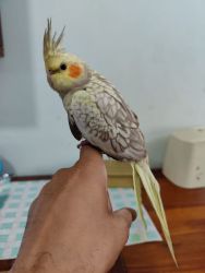 Tamed Cockatiel