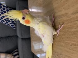baby cockatiels for sale in Yonkers, NY