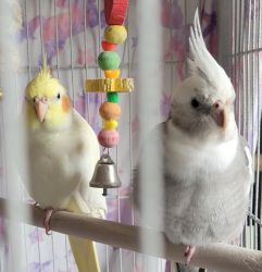 Pair of young Cockatiels