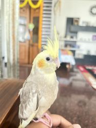 FULLY HAND TAMED COCKATIEL BIRD IS FOR SALE INCLUDING CAGE IF NEEDED