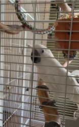 Zoey -2 yr old Cockatoo for sale