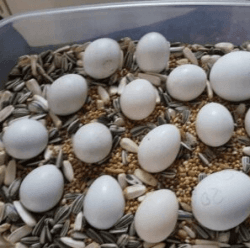 buy parrot eggs online