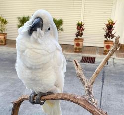 Cockatoo Porrot For Sale