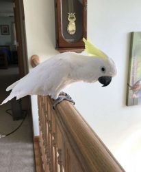 Very Friendly Cockatoo Parrots