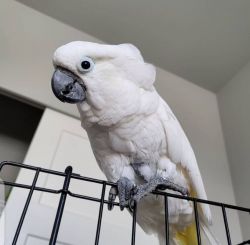 Friendly Cockatoo Parrots