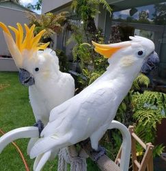 Cockatoo Parrots for adoption.