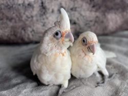 Cockatoo babies