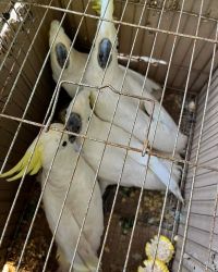 Cockatoo parrots available