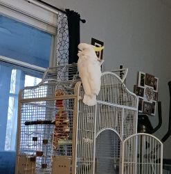 4 year old cockatoo